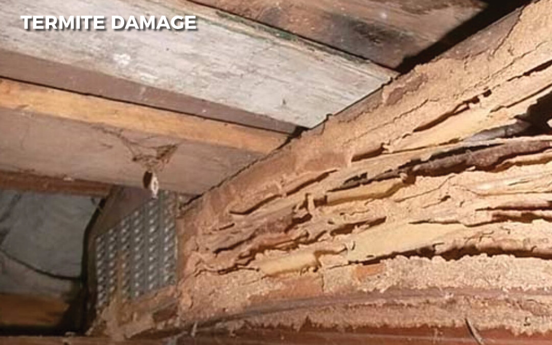 Termite Damage